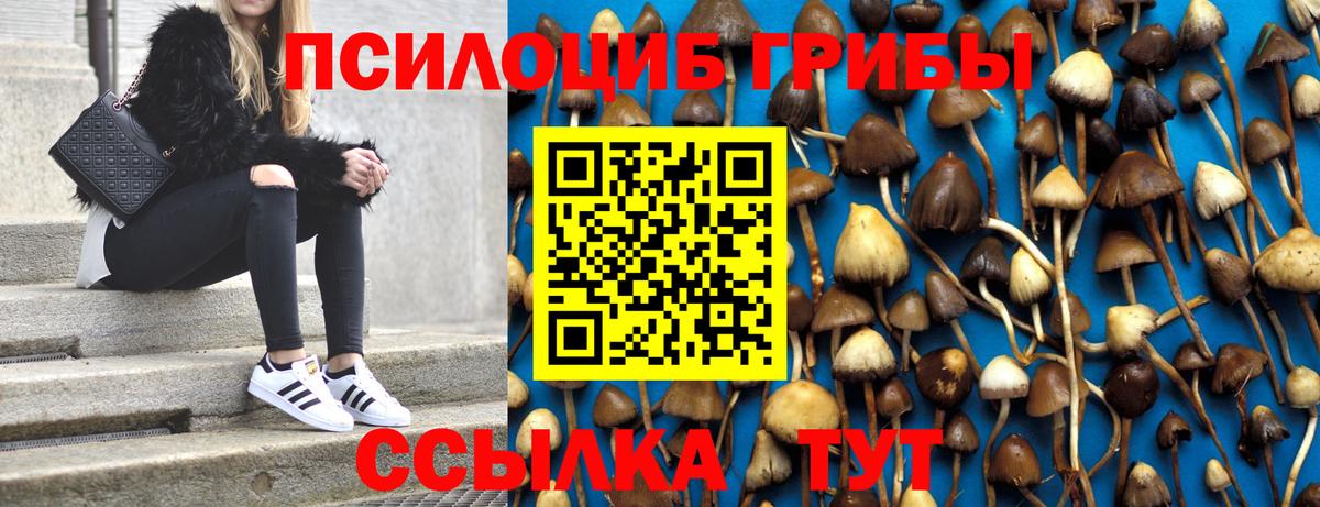 Сертолово  Галлюциногенные грибы Psilocybe  Вход с VPN 
